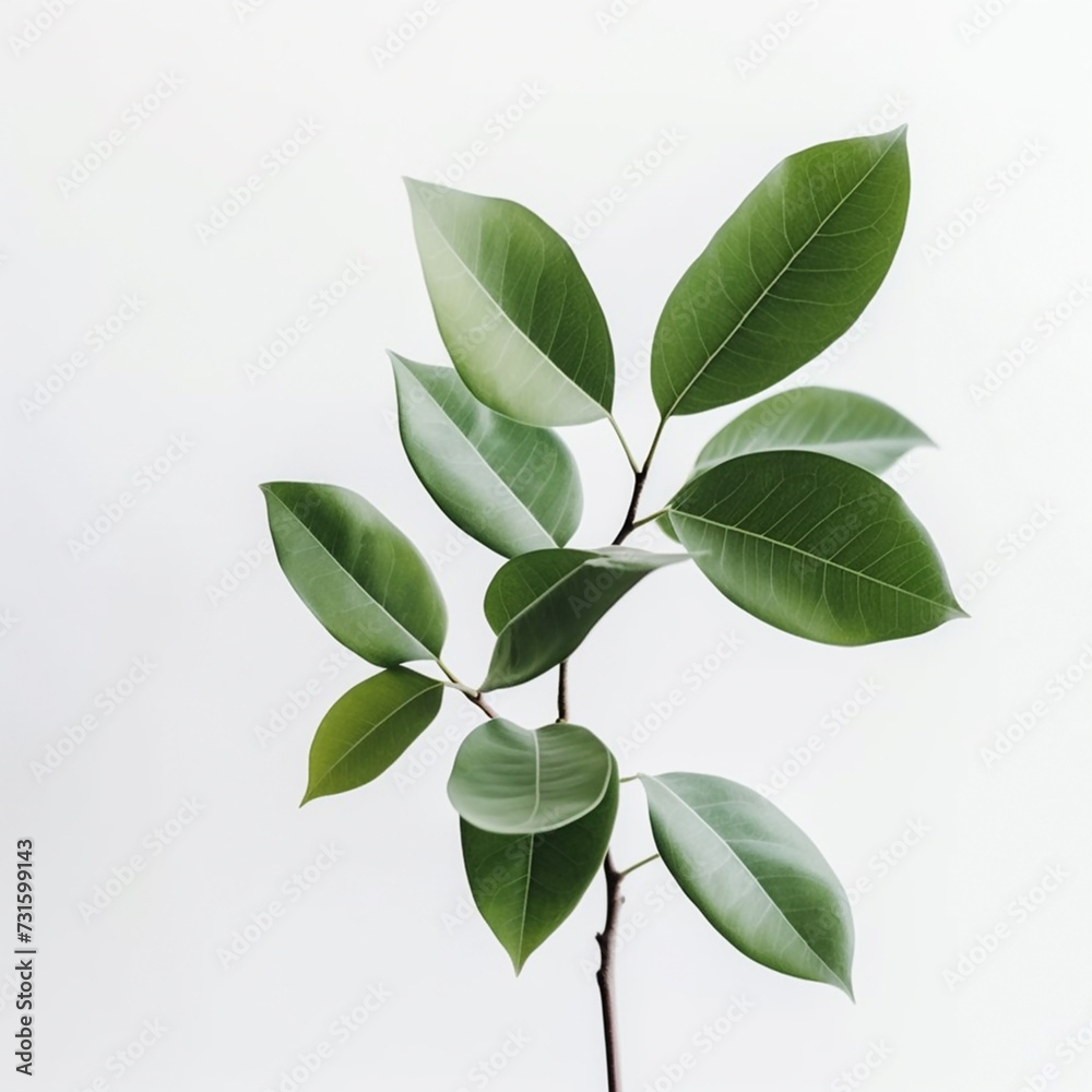 An isolated green plant branch sprig on white background An isolated green plant branch sprig on white background