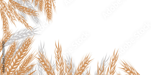 border with hand drawn spikelets of wheat in engraving color sketch vector illustration isolated on white. Ears of rye, barley. Template for decoration, packaging design of bakery house, bread shop.