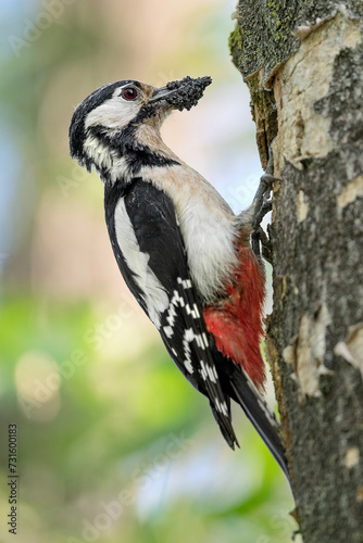 A beak full of insects, fine art portrait of great spotted woodpecker female (Dendrocopos major) photo