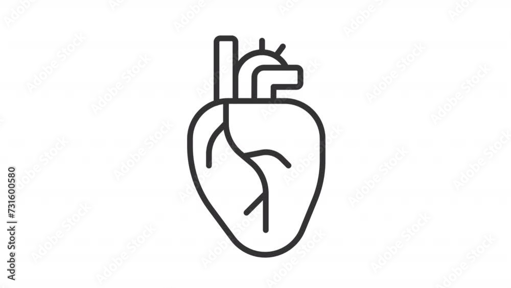 Animated heart icon. Cardiology line animation. Human body part. Anatomical heart icon. Healthcare. Black illustration on white background. HD video with alpha channel. Motion graphic Animated heart icon. Cardiology line animation. Human body part. Anatomical heart icon. Healthcare. Black illustration on white background. HD video with alpha channel. Motion graphic