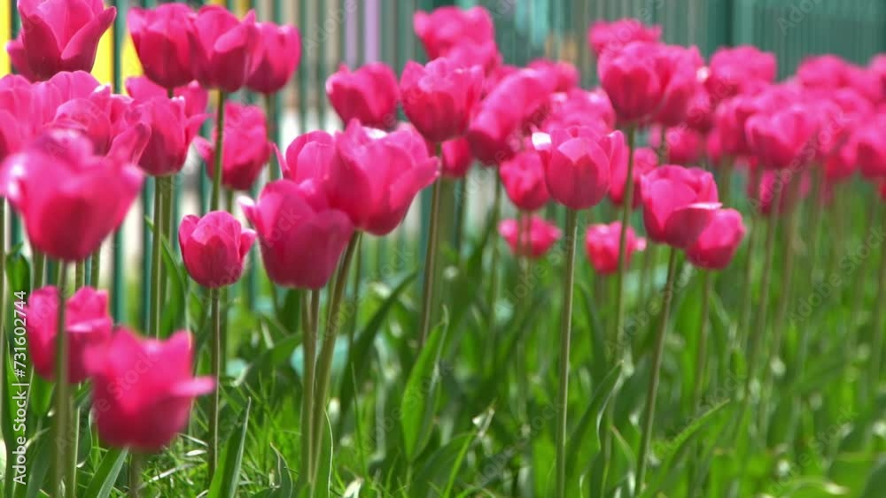 Pink tulips bloom in spring. Blur bokeh. Tulip flower nature. Floral background. Botanical garden. Flowering buds. Blooming mood. Beautiful aesthetic petal plant. The swaying of the wind. Sunny day. Pink tulips bloom in spring. Blur bokeh. Tulip flower nature. Floral background. Botanical garden. Flowering buds. Blooming mood. Beautiful aesthetic petal plant. The swaying of the wind. Sunny day.