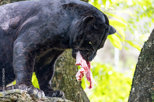 Indochinese black leopard (Panthera pardus delacouri) standing on a tree branch with meat in its mouth photo
