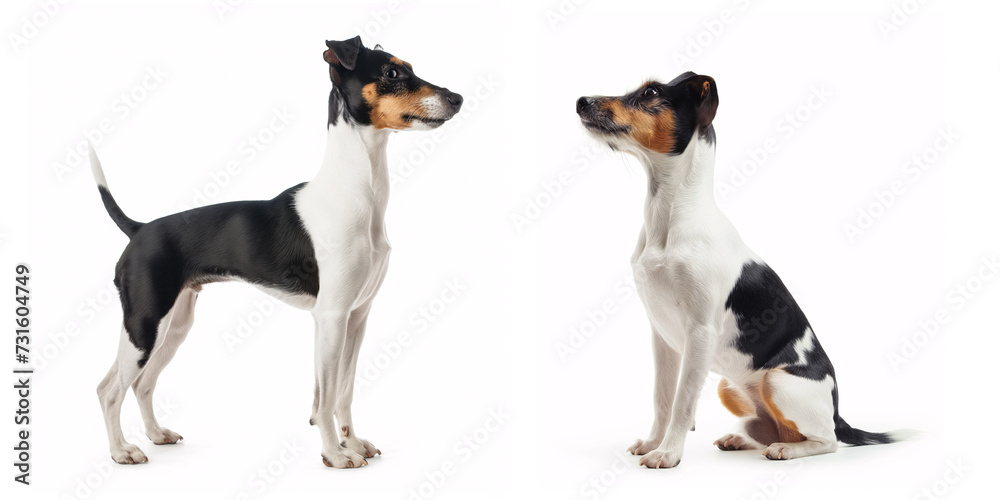 Dog Smooth Fox Terrier