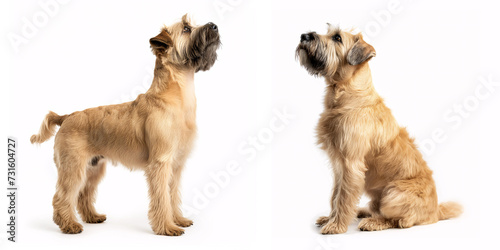 Dog Soft Coated Wheaten Terrier