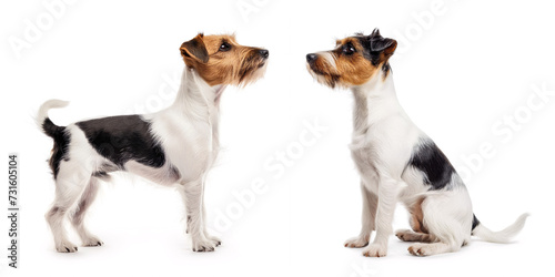 Dog Parson Russell Terrier