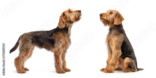 Dog Otterhound