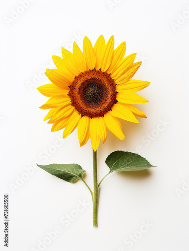 Minimalist line art of blooming yellow sprig sunflower with leaf flower on white background created with Generative AI Technology 