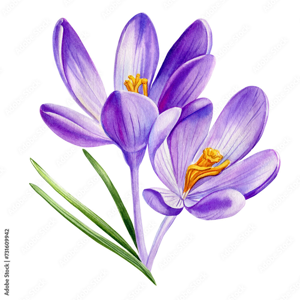 Crocus blooming violet flowers illustration, Spring flower hand drawn watercolor, Floral decorative element
