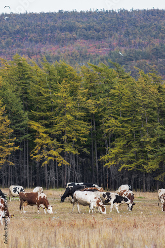 A herd of cows is grazing in a meadow near the forest. Landscape with grazing cattle. Traditional agriculture and animal husbandry in the countryside. Autumn season.