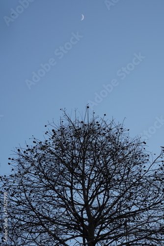 月と木