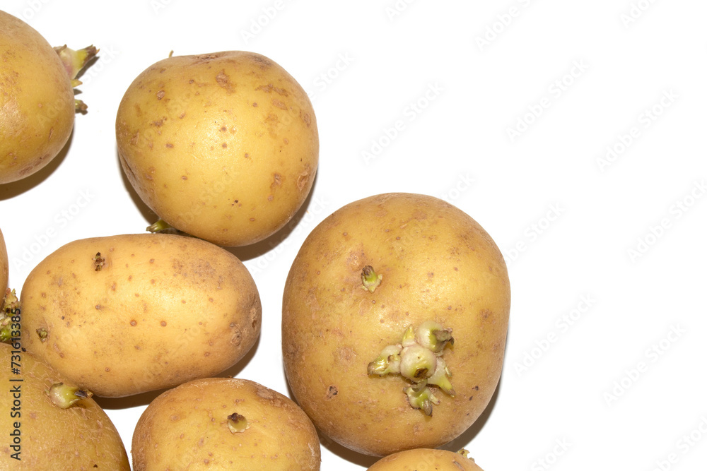 Sprouting New Potato Vegetable on White Background Sprouting New Potato Vegetable on White Background