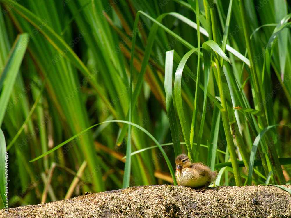 Obraz premium Mandarinentenküken