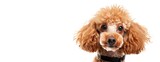 Brown Poodle With Black Collar Staring Into Camera