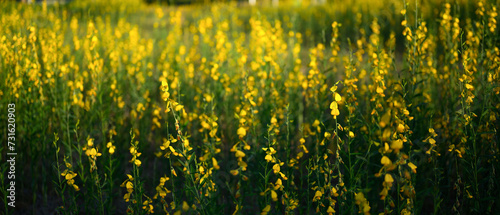 Yellow flowers of Crotalaria juncea or sunn hemp blooming in fields for soil improvement at sunset. photo