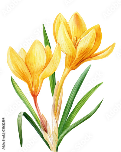 Yellow crocuses flowers isolated on white background illustration, Spring flowers hand drawn watercolor, Floral element