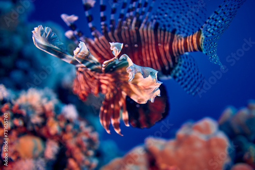 The beauty of the underwater world - The red lionfish (Pterois volitans) is a venomous coral reef fish in the family Scorpaenidae, order Scorpaeniformes - scuba diving in the Red Sea, Egypt photo