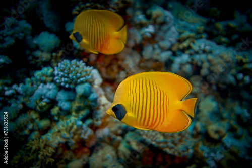 The beauty of the underwater world - The yellow tang (Zebrasoma flavescens), also known as the lemon sailfin, yellow sailfin tang or somber surgeonfish - scuba diving in the Red Sea, Egypt © udmurd