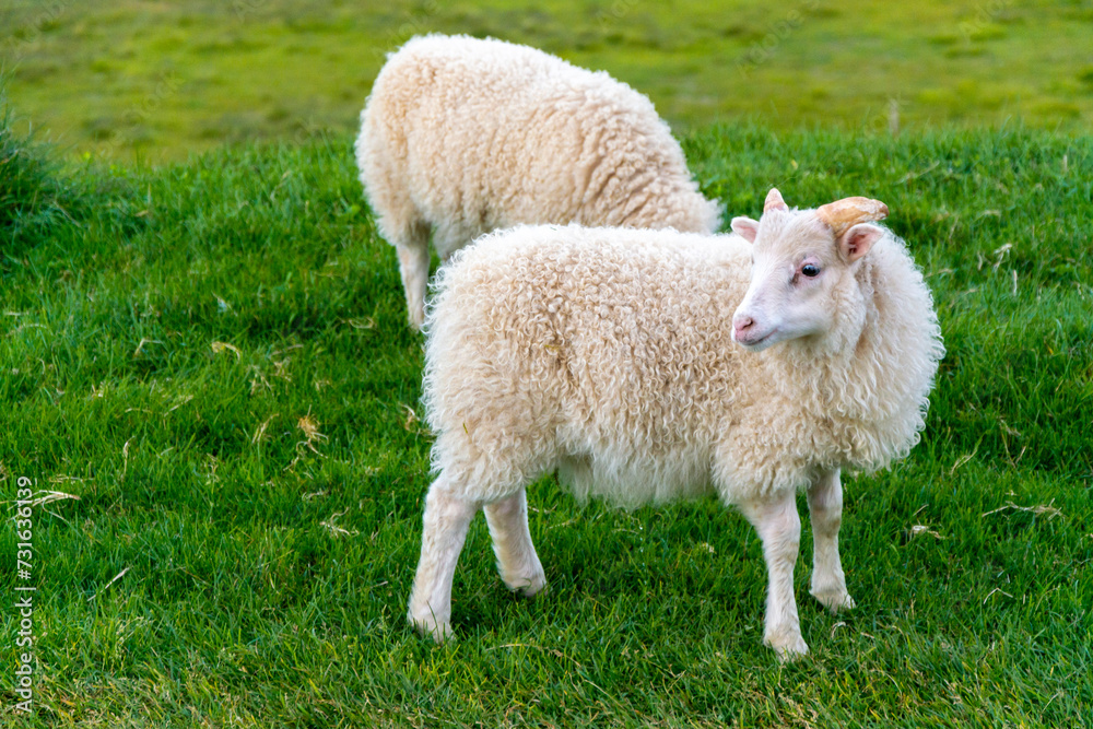 Sheep on a green meadow in springtime. Sheep on a green meadow Sheep on a green meadow in springtime. Sheep on a green meadow