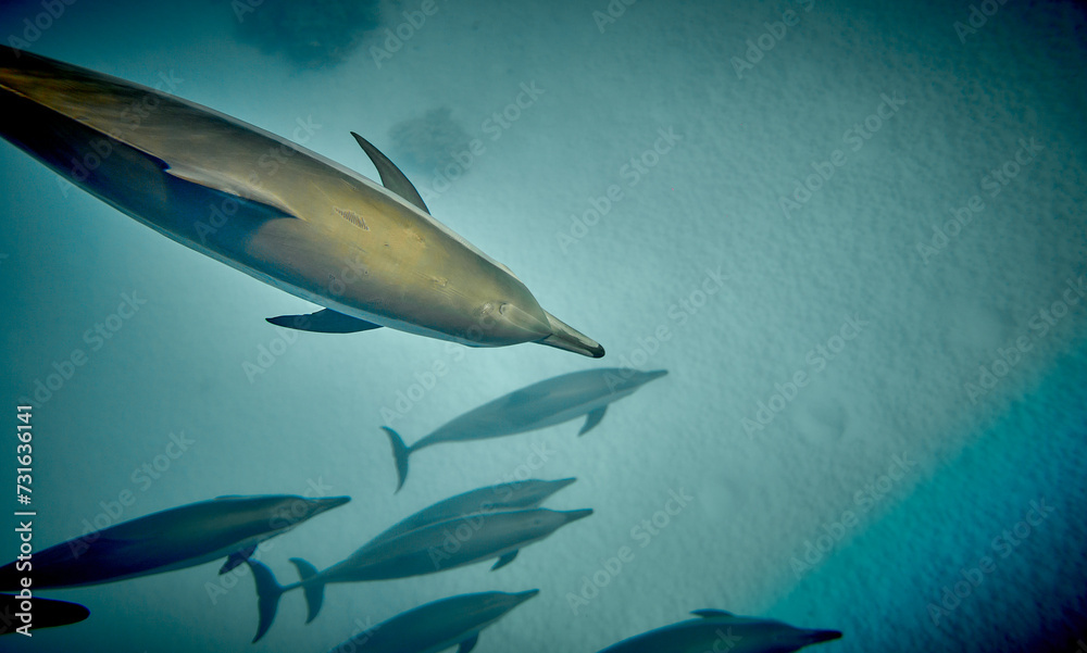 Fototapeta premium The beauty of the underwater world - beautiful fast and very intelligent - The dolphin is an aquatic mammal within the infraorder Cetacea - scuba diving in the Red Sea, Egypt