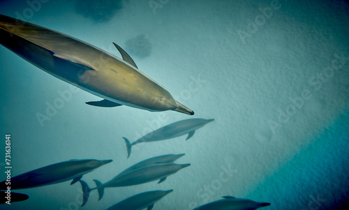 The beauty of the underwater world - beautiful fast and very intelligent - The dolphin is an aquatic mammal within the infraorder Cetacea - scuba diving in the Red Sea  Egypt