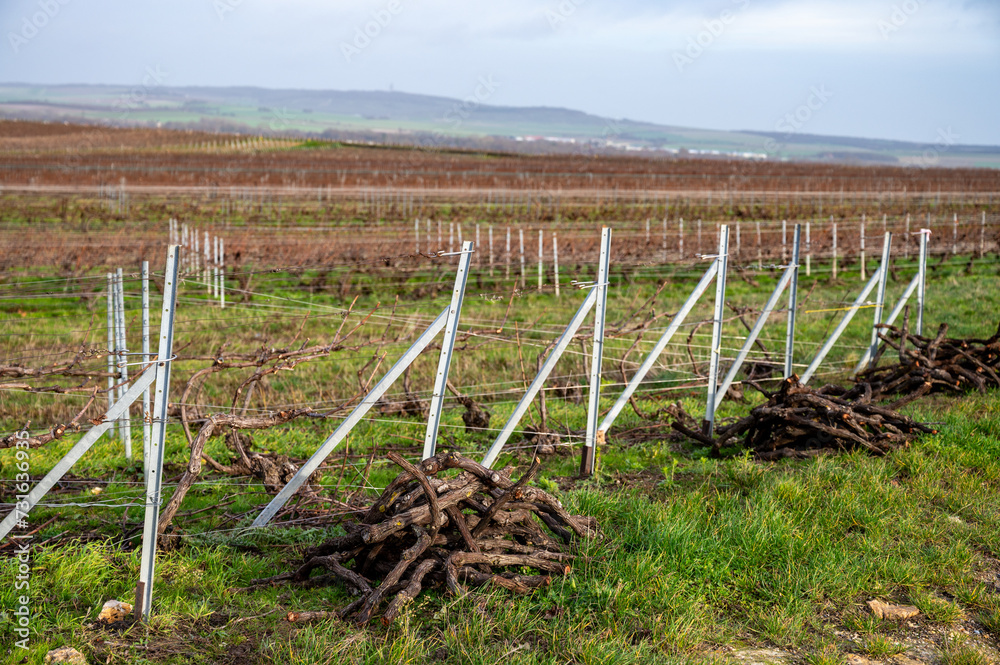 Pruned grapevines, winter time on Champagne grand cru vineyard near Verzenay and Mailly, rows of old grape vines without leave, wine making in France