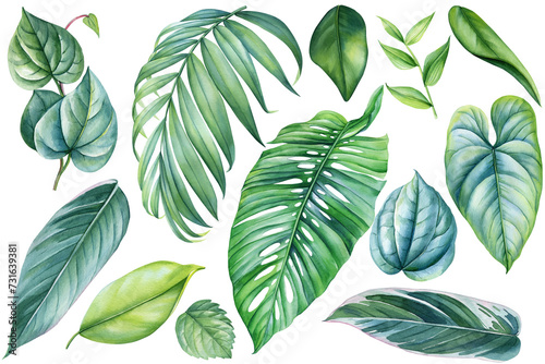 Palm leaf  Hand drawn watercolor tropical plants set. Exotic palm leaves illustration  tropical floral elements clipart