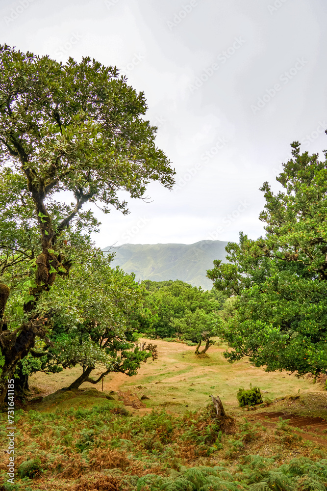 Fototapeta premium Green hills beneath flourishing woodland.