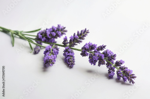 A close-up of lavender flowers against a white background . ai generative