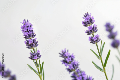 A close-up of lavender flowers against a white background . ai generative