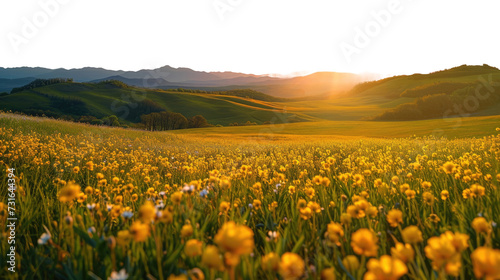 Buttercup Fields Beauty on Transparent Background, PNG,