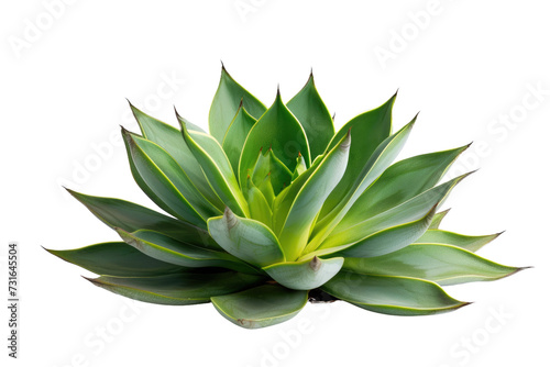 Arid Beauty Agave Plant on Transparent Background, PNG,