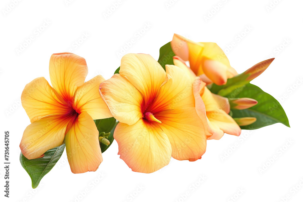 Allamanda Flowers on Transparent Background, PNG,