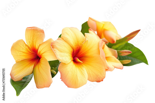 Allamanda Flowers on Transparent Background  PNG 