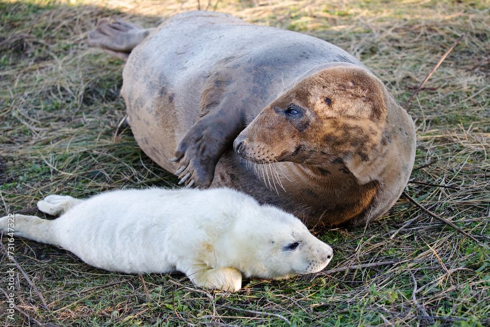 A female grey seal affectionately caring for her newly born pup. A female grey seal affectionately caring for her newly born pup.