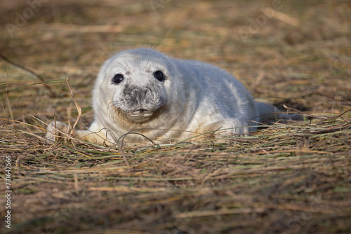 Portrait of an adorable grey seal pup on the coastal shores of Donna Nook.