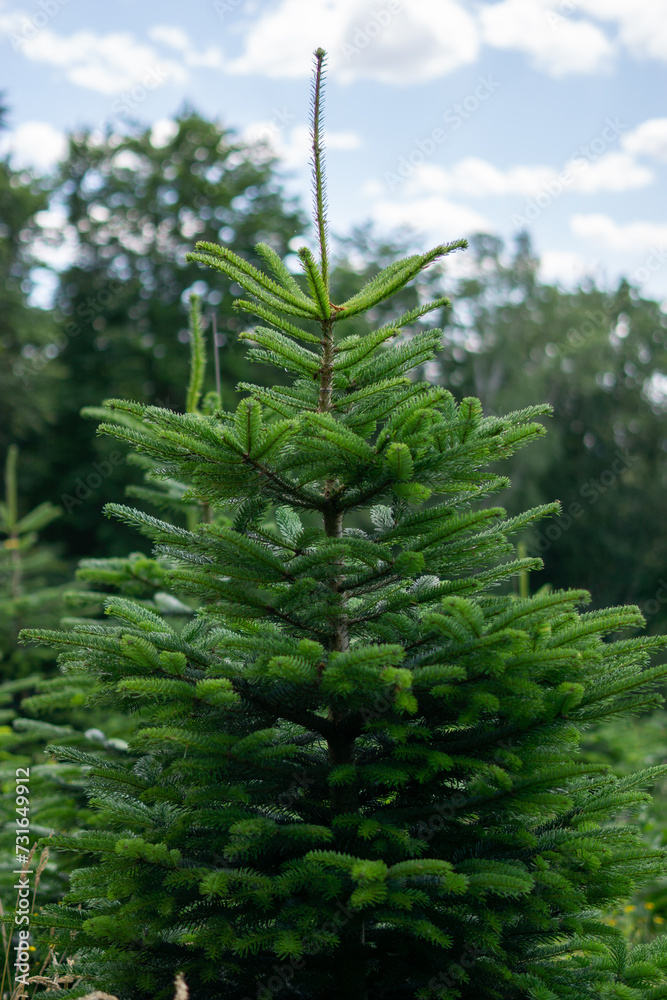 Fototapeta premium Christmas Tree