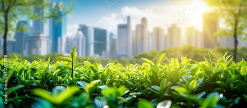 A natural landscape of green plants in front of a city skyline, with sunlight highlighting the terrestrial plants and grass in the foreground.