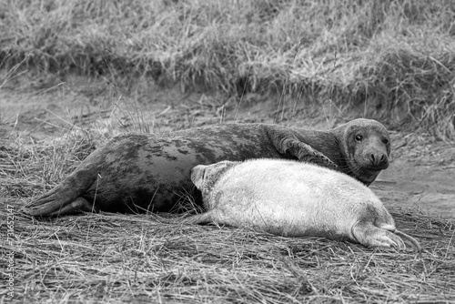 Black and white image of a newborn grey seal pup suckling milk from its mother. photo