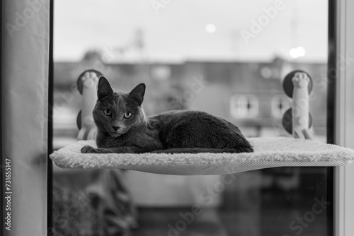 A cute russian blue cat photo