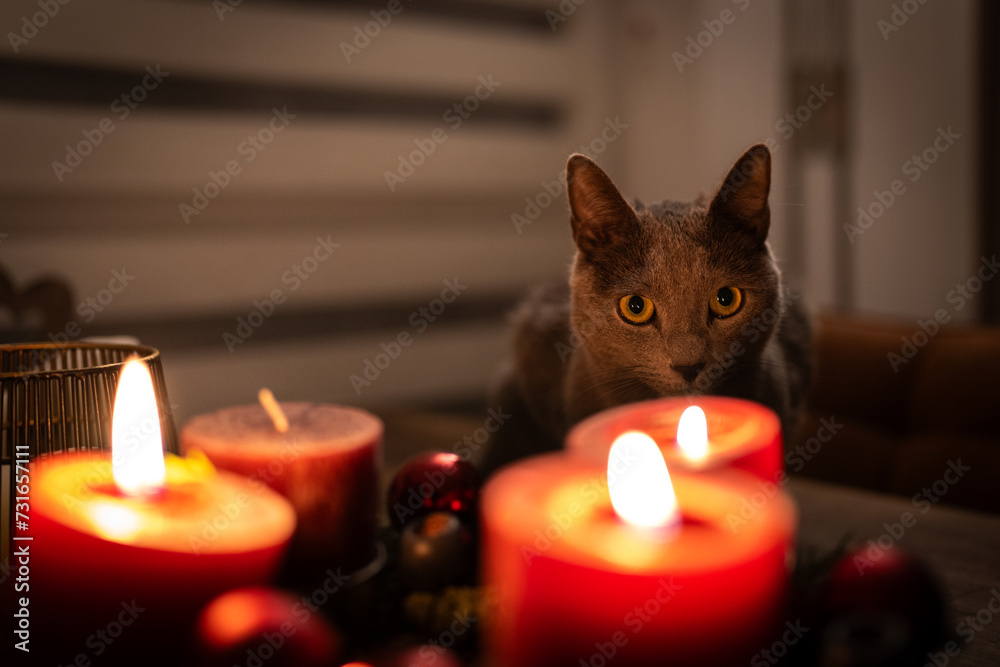 A cute russian blue cat A cute russian blue cat