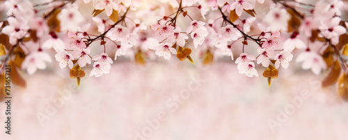 Spring floral background in nature. Cherry or sakura branch blossoming during flowering. Flowers and buds of cherry trees on a tree in spring.  © Olena Svechkova