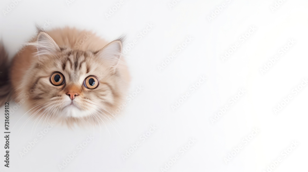 Advertising portrait, banner, funny cute fluffy red cat isolated on white background. Serious straight look. Conceptual advertising and copy space