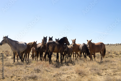 Fototapeta Naklejka Na Ścianę i Meble -  Horses breeding in Mangystau, Torish area, Kazakhstan