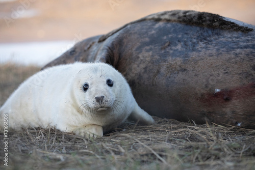 A female grey seal affectionately caring for her newly born pup. 