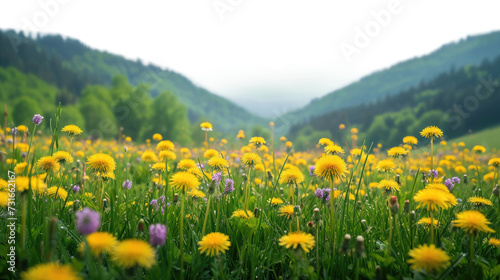 Breathtaking Spring Field on Transparent Background, PNG, Generative Ai