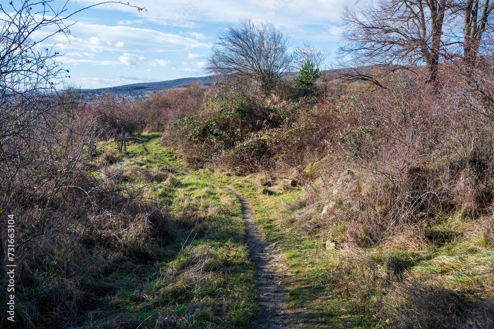 Trodden path in the grass between the bushes. Blue sky with white clouds. Trodden path in the grass between the bushes. Blue sky with white clouds.