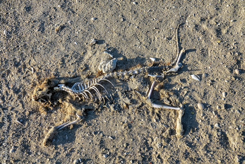 Animal carcasses, skeleton of a cat buried in the sand, wind-blown sand © max5128