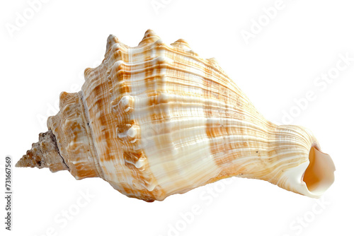 Conch Shell Beauty on Transparent Background, PNG,
