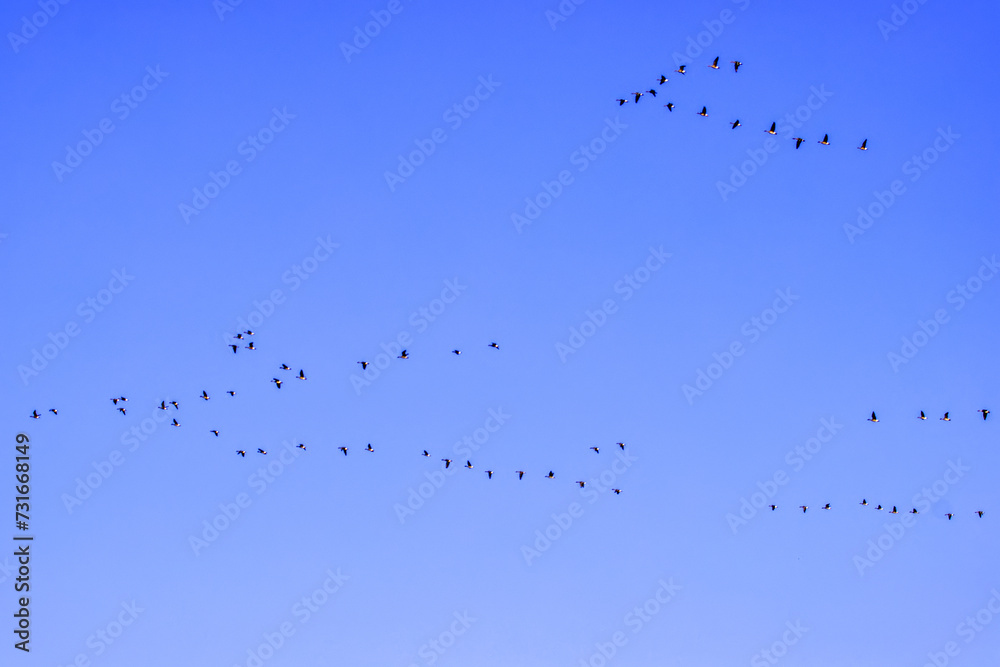 Flocks of migratory geese in the blue spring sky Flocks of migratory geese in the blue spring sky