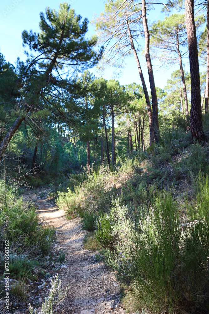 Fototapeta premium Pinus Nigra forest in Sierra de Cazorla y Segura
